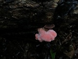Phlebia incarnata image