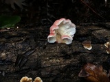 Phlebia incarnata image