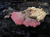 Phlebia incarnata image