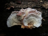 Phlebia incarnata image
