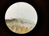 Aleurodiscus oakesii image