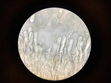 Aleurodiscus oakesii image