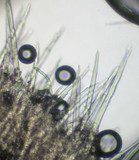 Tubulicrinis chaetophorus image