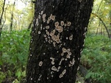 Aleurodiscus oakesii image