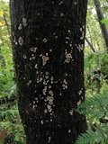 Aleurodiscus oakesii image