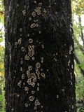 Aleurodiscus oakesii image