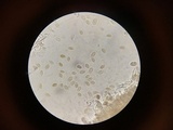 Aleurodiscus oakesii image