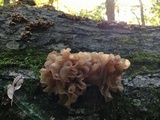Phaeotremella frondosa image
