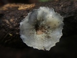Merulius tremellosus image