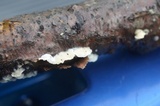 Gloeoporus dichrous image