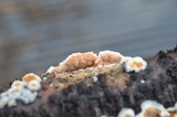 Gloeoporus dichrous image