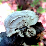 Poronidulus conchifer image