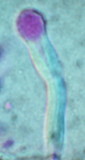 Tubulicrinis chaetophorus image