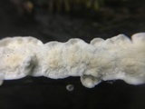 Byssomerulius corium image