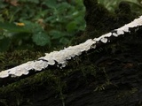 Byssomerulius corium image