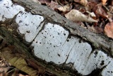Biscogniauxia atropunctata image