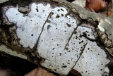 Biscogniauxia atropunctata image