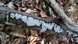 Biscogniauxia atropunctata image