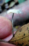 Tetrapyrgos nigripes image