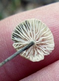 Tetrapyrgos nigripes image