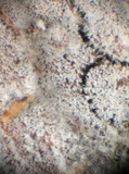 Tubulicrinis chaetophorus image