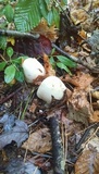 Amanita brunnescens image