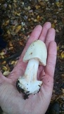 Amanita brunnescens image