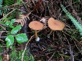 Entoloma formosum image