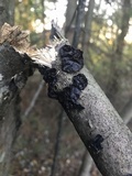 Exidia recisa image