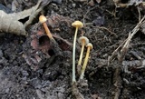 Mycena crocea image