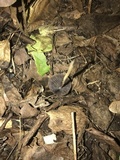 Psathyrella corrugis image