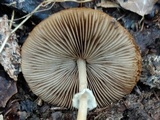 Agrocybe acericola image