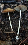 Agrocybe acericola image