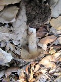 Inocybe fraudans image