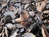 Inocybe fraudans image