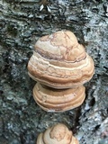 Fomes excavatus image