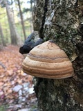 Fomes excavatus image