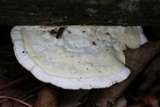 Trametes gibbosa image