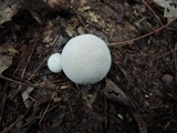 Bovista pusilla image