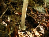 Amanita brunnescens image