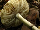 Amanita brunnescens image