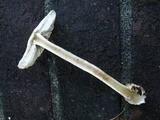 Amanita brunnescens image