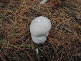 Calvatia bovista image