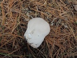 Calvatia bovista image