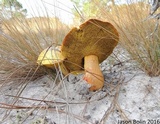 Alessioporus rubriflavus image