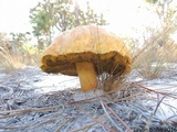 Alessioporus rubriflavus image