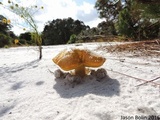 Alessioporus rubriflavus image