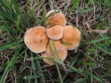 Agrocybe vervacti image