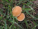 Agrocybe vervacti image