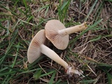 Agrocybe vervacti image